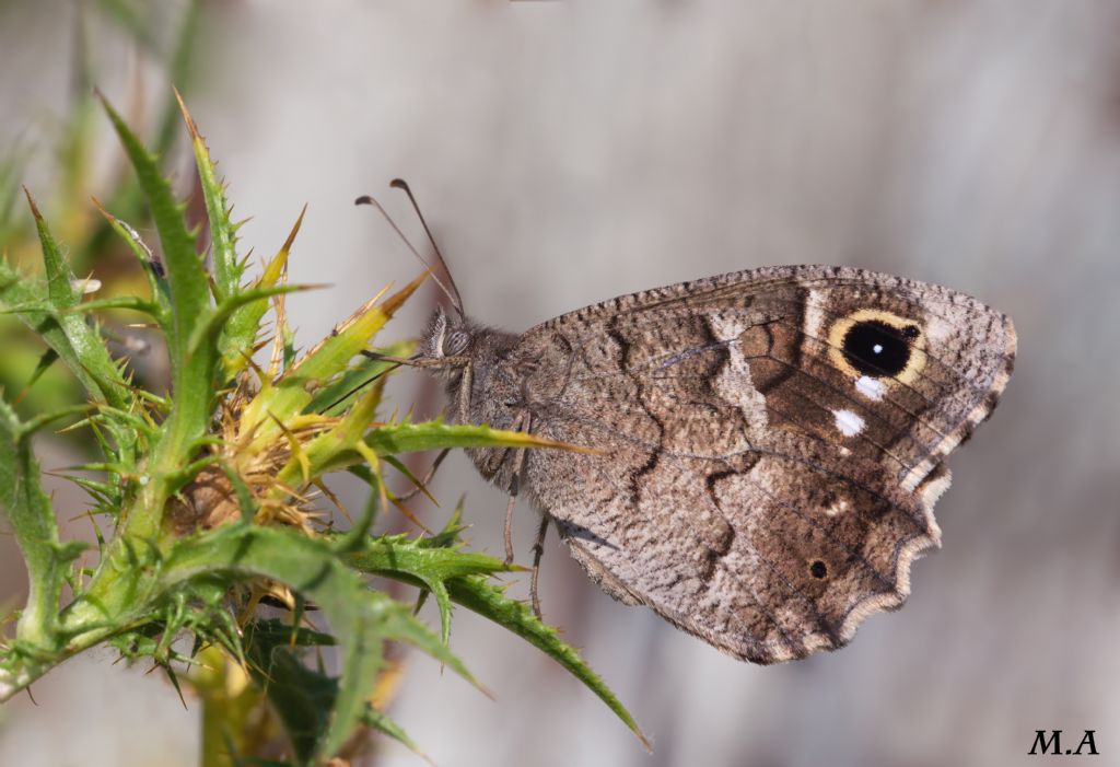 Nymphalidae Satyrinae: quale Hipparchia ?  Hipparchia statilinus